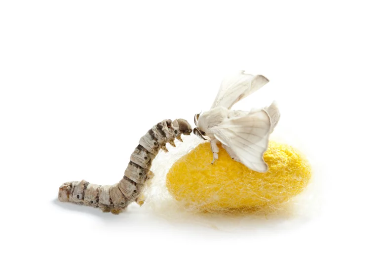 Silkworm, moth and cocoon, the origin of serrapeptase